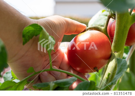 收穫紅色成熟的西紅柿 男人的手(7 月) 家庭菜園 收穫紅色成熟的西紅柿 男人的手(7 月) 家庭菜園 81351478