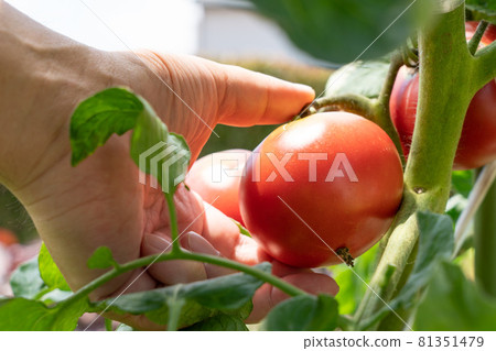 收穫紅色成熟的西紅柿男人的手 7 月 家庭菜園 照片素材 圖片 圖庫