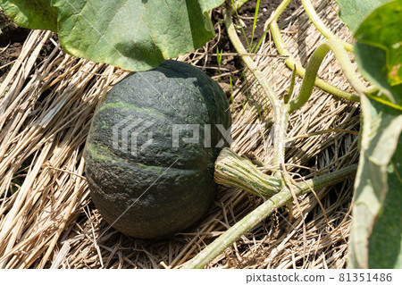 Pumpkin field of summer vegetables (July) Home garden Pumpkin field of summer vegetables (July) Home garden 81351486