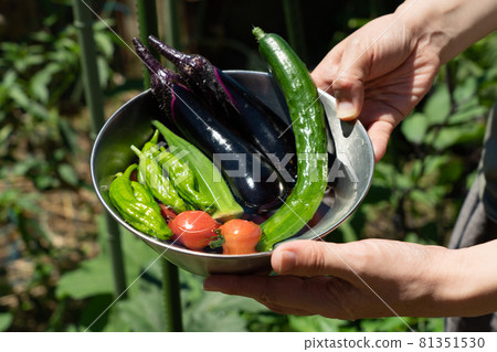 Harvesting summer vegetables: Vegetables in a bowl and women's hands (July) Home garden 81351530