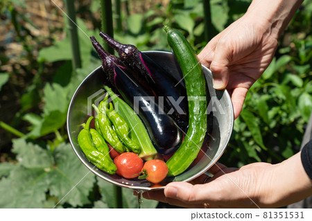 Harvesting summer vegetables: Vegetables in a bowl and women's hands (July) Home garden 81351531