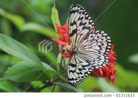 Butterfly season (Large tree nymph) 81351633
