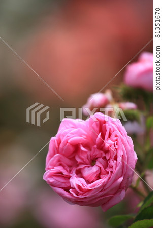 Roses in the indoor botanical garden 81351670