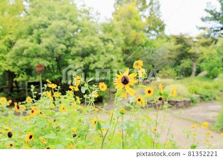 Sunflower flowers 81352221