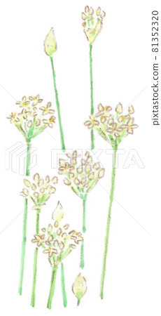大蒜韭菜花水彩（插圖） 81352320