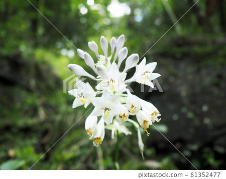 野草，白玉簪 81352477