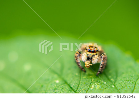 Predation of cat fly 81352542
