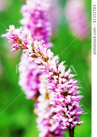 Plant "Ibukitranoo" 81352565