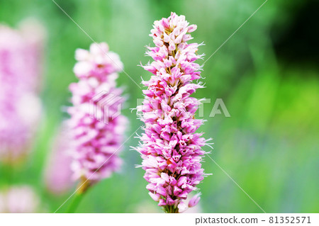 植物“Ibukitranoo” 81352571