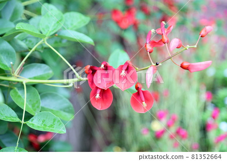 American Flower of Deigo 81352664