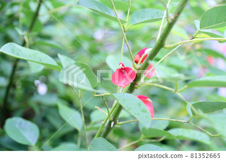 American Flower of Deigo American Flower of Deigo 81352665