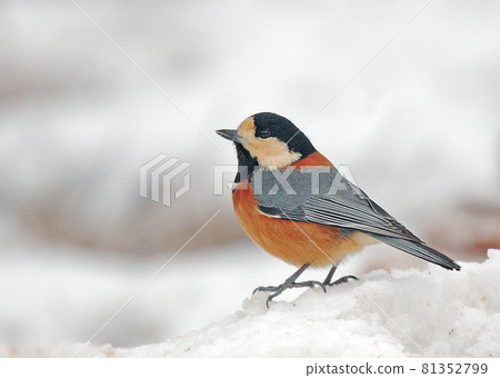 各種山雀_20070120_9705 81352799