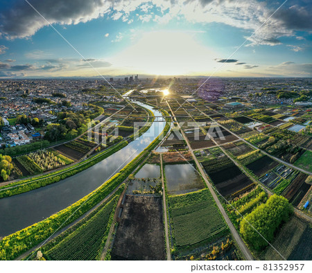 Aerial view "Saitama Prefecture" Minuma rice field Spring scenery 81352957