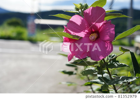 Hibiscus (Shoeblackplant) Hibiscus (Shoeblackplant) 81352979