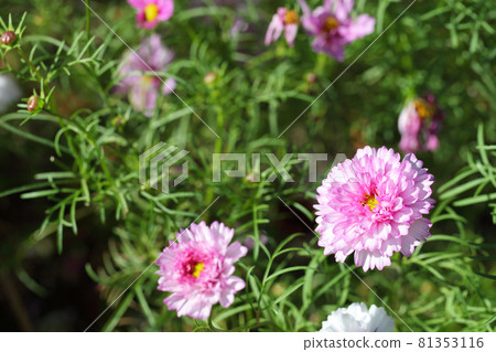 雙擊糖果盛開的波斯菊花 81353116