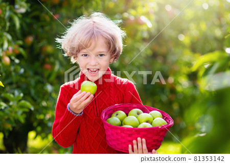 Child picking apples on farm. Fruit orchard fun. 81353142