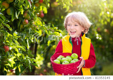 Child picking apples on farm. Fruit orchard fun. Child picking apples on farm. Fruit orchard fun. 81353145