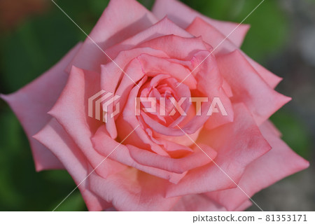Roses (Yoshizumi) Roses (Yoshizumi) 81353171