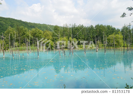 View of the blue pond in Biei, Hokkaido 81353178