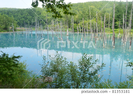 北海道美瑛的藍色池塘 81353181
