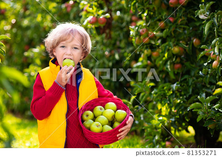 Child picking apples on farm. Fruit orchard fun. 81353271