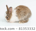 animal, bunny, rabbit 81353332
