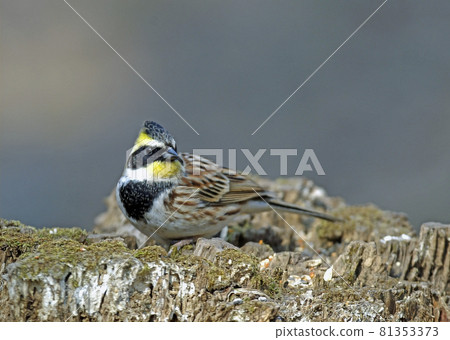 黃喉兔_20040314_5103 81353373