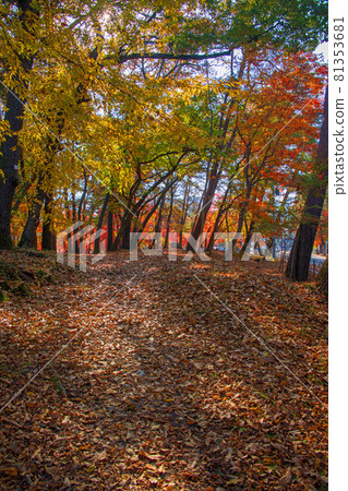 長瀞紅葉公園 秋景 紅葉季節 長瀞紅葉公園 秋景 紅葉季節 81353681