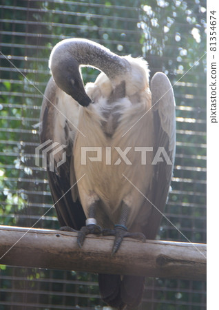 White-backed Vulture (Ueno Zoo / Ueno Park, Taito-ku, Tokyo) White-backed Vulture (Ueno Zoo / Ueno Park, Taito-ku, Tokyo) 81354674