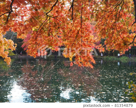 Clouds pool of autumn leaves 81354879