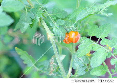 Fruit of tomato 81354998