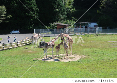 Reticulated giraffe Reticulated giraffe 81355120