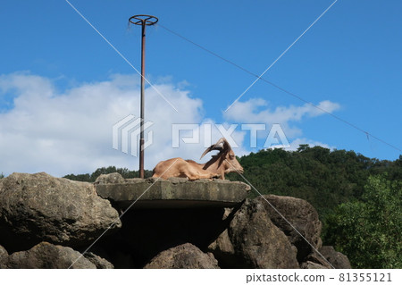 Burberry sheep Burberry sheep 81355121