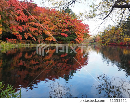 Clouds pool of autumn leaves 81355351
