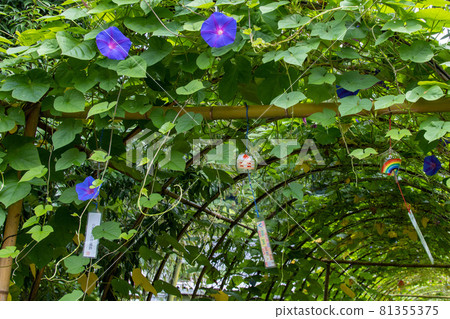Morning glory tunnel and wind chime Yumekake wind chime, Odo, wind 81355375