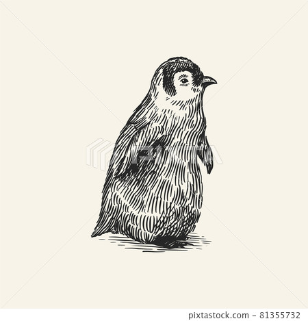 King or Emperor penguin chick. Cute baby small animal. Vector graphics black and white drawing. Hand 81355732