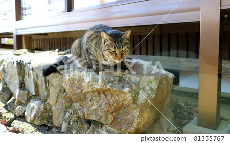 A cat with eyesight on a stone, a glaring cat on an autumn day A cat with eyesight on a stone, a glaring cat on an autumn day 81355767