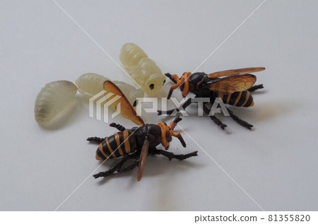 Bees and larvae Bees and larvae 81355820