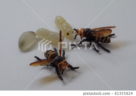 Bees and larvae 81355824
