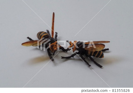 Bees and larvae 81355826