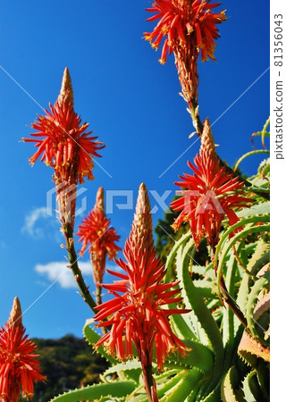 Aloe Village, a scenic spot in Shimoda, Izu Aloe Village, a scenic spot in Shimoda, Izu 81356043