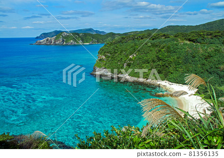 Okinawa Akajima in autumn when golden pampas grass sways in the wind 81356135