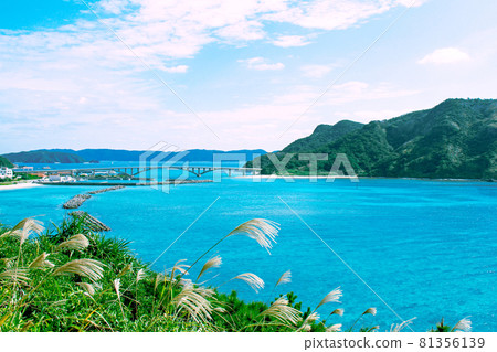 秋天的沖繩赤島,金色的蒲葦在風中搖曳 秋天的沖繩赤島,金色的蒲葦在風中搖曳 81356139
