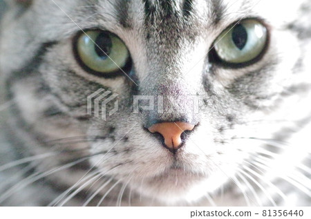 American shorthair face American shorthair face 81356440