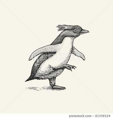 Erect-crested penguin or Macaroni. Cute small animal. Vector graphics black and white drawing. Hand 81356524