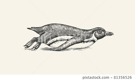 African penguin tobogganing. Magellanic Humboldt Galapagos chick swimming or Diving. Cute small 81356526