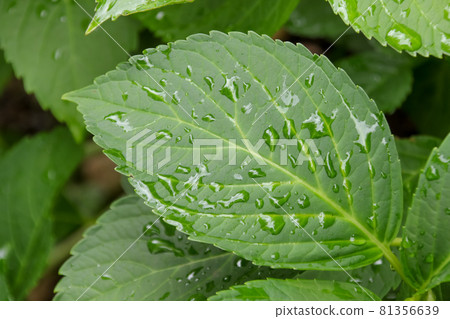 Grass, plants, leaves, leaves, green, green, water droplets, nature, green, fresh green, weeds, drops, early summer Grass, plants, leaves, leaves, green, green, water droplets, nature, green, fresh green, weeds, drops, early summer 81356639