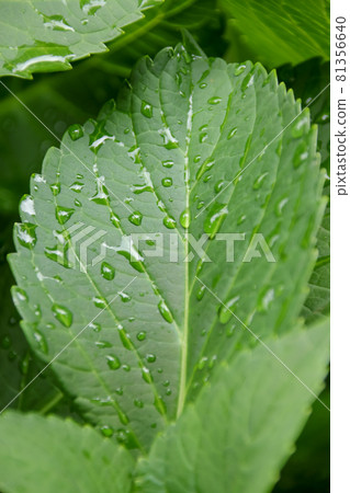 Grass, plants, leaves, leaves, green, green, water droplets, nature, green, fresh green, weeds, drops, early summer 81356640