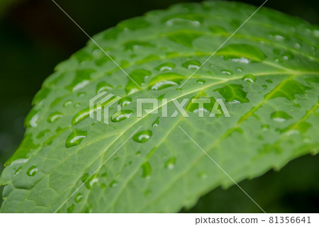 草,植物,樹葉,樹葉,綠色,綠色,水滴,自然,綠色,新鮮的綠色,雜草,滴,初夏 草,植物,樹葉,樹葉,綠色,綠色,水滴,自然,綠色,新鮮的綠色,雜草,滴,初夏 81356641