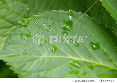 Grass, plants, leaves, leaves, green, green, water droplets, nature, green, fresh green, weeds, drops, early summer Grass, plants, leaves, leaves, green, green, water droplets, nature, green, fresh green, weeds, drops, early summer 81356642
